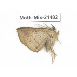 Moths sp. China, Shanxi, Hanzhong, Liuba county. 1Pcs. Moth-Mix-21482.