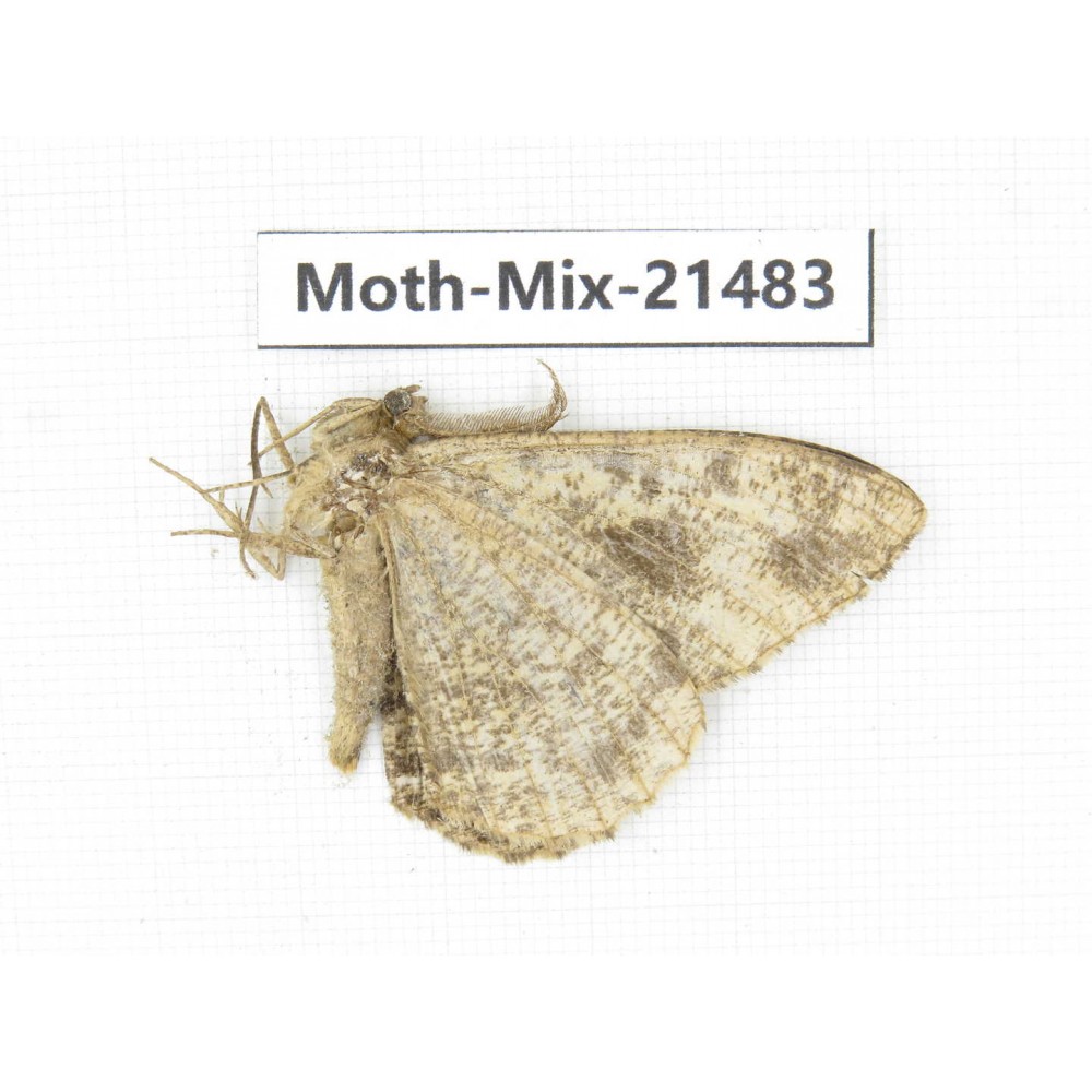 Moths sp. China, Shanxi, Hanzhong, Liuba county. 1Pcs. Moth-Mix-21483.