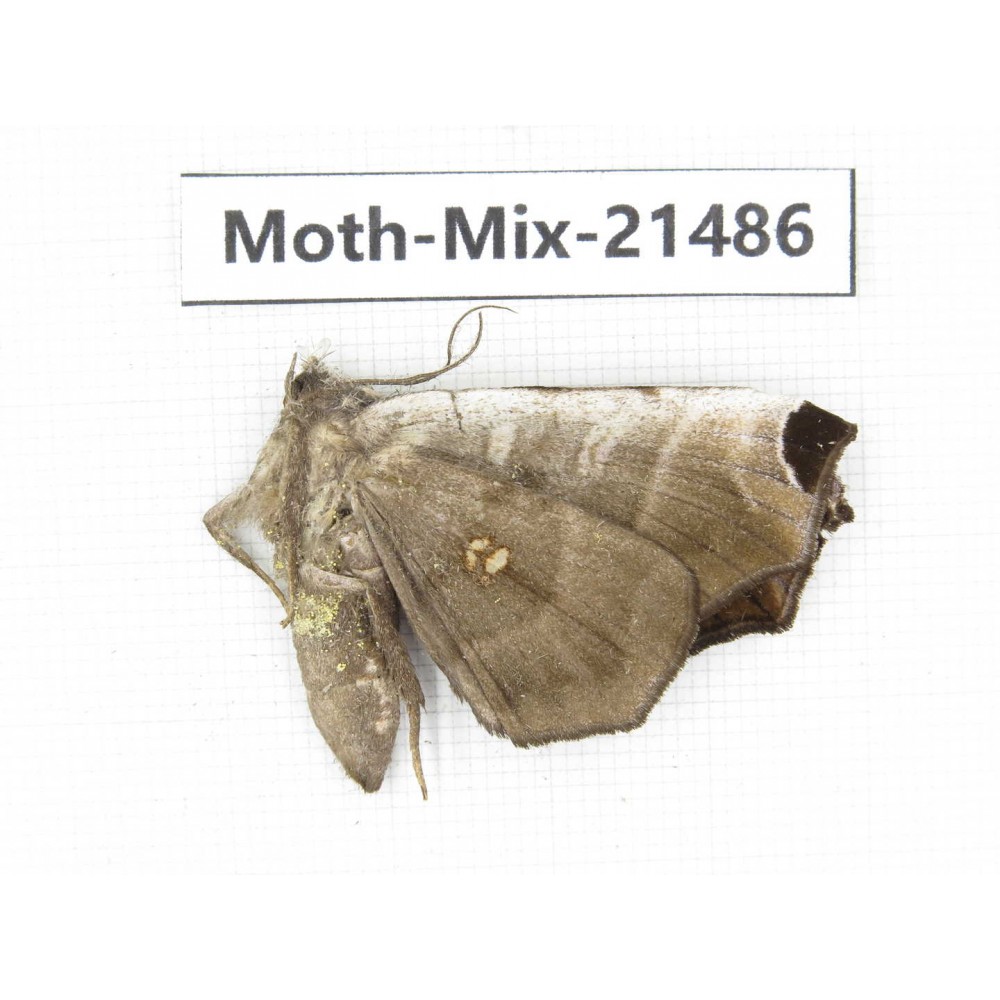 Moths sp. China, Shanxi, Hanzhong, Liuba county. 1Pcs. Moth-Mix-21486.
