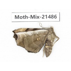 Moths sp. China, Shanxi, Hanzhong, Liuba county. 1Pcs. Moth-Mix-21486.