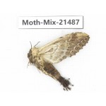 Moths sp. China, Shanxi, Hanzhong, Liuba county. 1F. Moth-Mix-21487.