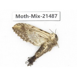 Moths sp. China, Shanxi, Hanzhong, Liuba county. 1F. Moth-Mix-21487.