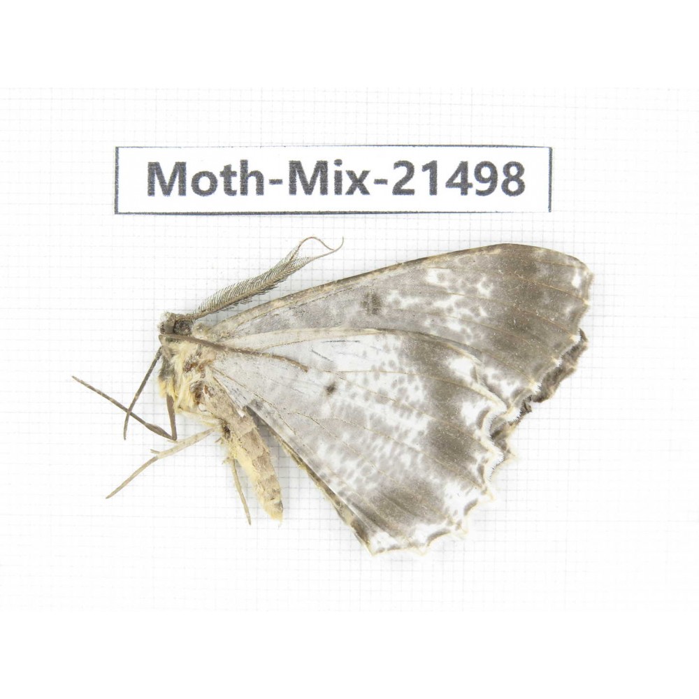 Moths sp. China, Shanxi, Hanzhong, Liuba county. 1Pcs. Moth-Mix-21498.
