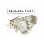 Moths sp. China, Shanxi, Hanzhong, Liuba county. 1Pcs. Moth-Mix-21498.