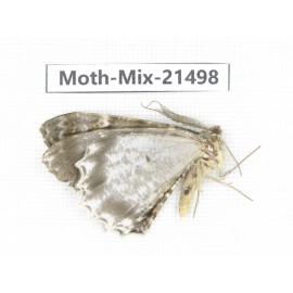 Moths sp. China, Shanxi, Hanzhong, Liuba county. 1Pcs. Moth-Mix-21498.