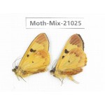 Moths sp. China, Sichuan, Ganzi, Mt.Gonggashan. 2Pcs. Moth-Mix-21025.