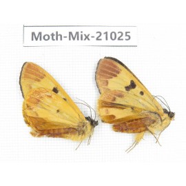 Moths sp. China, Sichuan, Ganzi, Mt.Gonggashan. 2Pcs. Moth-Mix-21025.
