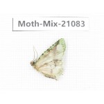 Moths sp. China, Sichuan, Ganzi, Mt.Gonggashan. 1Pcs. Moth-Mix-21083.