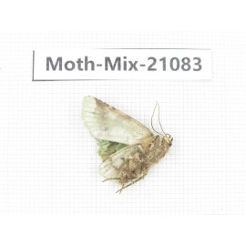 Moths sp. China, Sichuan, Ganzi, Mt.Gonggashan. 1Pcs. Moth-Mix-21083.