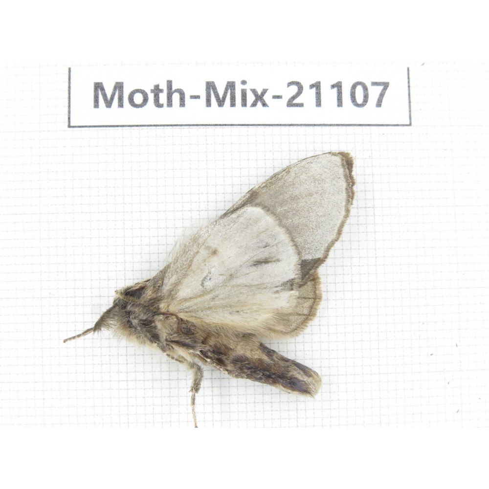 Moths sp. China, Sichuan, Ganzi, Mt.Gonggashan. 1Pcs. Moth-Mix-21107.
