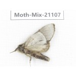 Moths sp. China, Sichuan, Ganzi, Mt.Gonggashan. 1Pcs. Moth-Mix-21107.