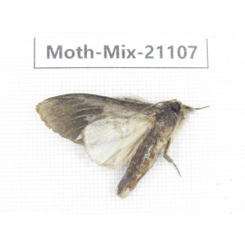 Moths sp. China, Sichuan, Ganzi, Mt.Gonggashan. 1Pcs. Moth-Mix-21107.