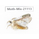 Moths sp. China, Sichuan, Ganzi, Mt.Gonggashan. 1Pcs. Moth-Mix-21113.