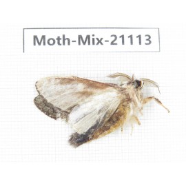 Moths sp. China, Sichuan, Ganzi, Mt.Gonggashan. 1Pcs. Moth-Mix-21113.