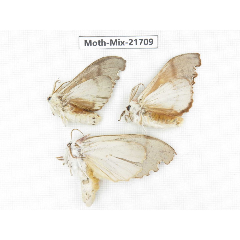Moths sp. China, Sichuan, Ganzi, Mt.Gonggashan. 3Pcs. Moth-Mix-21709.