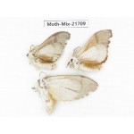 Moths sp. China, Sichuan, Ganzi, Mt.Gonggashan. 3Pcs. Moth-Mix-21709.
