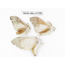 Moths sp. China, Sichuan, Ganzi, Mt.Gonggashan. 3Pcs. Moth-Mix-21709.