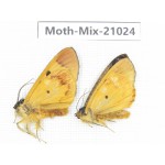 Moths sp. China, Sichuan, Ganzi, Mt.Gonggashan. 2Pcs. Moth-Mix-21024.