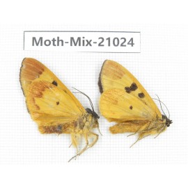 Moths sp. China, Sichuan, Ganzi, Mt.Gonggashan. 2Pcs. Moth-Mix-21024.