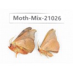 Moths sp. China, Sichuan, Ganzi, Mt.Gonggashan. 2Pcs. Moth-Mix-21026.