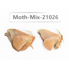 Moths sp. China, Sichuan, Ganzi, Mt.Gonggashan. 2Pcs. Moth-Mix-21026.