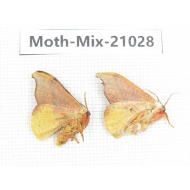 Moths sp. China, Sichuan, Ganzi, Mt.Gonggashan. 2Pcs. Moth-Mix-21028.