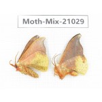 Moths sp. China, Sichuan, Ganzi, Mt.Gonggashan. 2Pcs. Moth-Mix-21029.