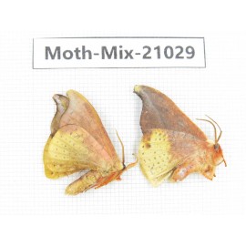 Moths sp. China, Sichuan, Ganzi, Mt.Gonggashan. 2Pcs. Moth-Mix-21029.