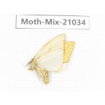 Moths sp. China, Sichuan, Ganzi, Mt.Gonggashan. 1Pcs. Moth-Mix-21034.
