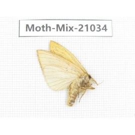 Moths sp. China, Sichuan, Ganzi, Mt.Gonggashan. 1Pcs. Moth-Mix-21034.