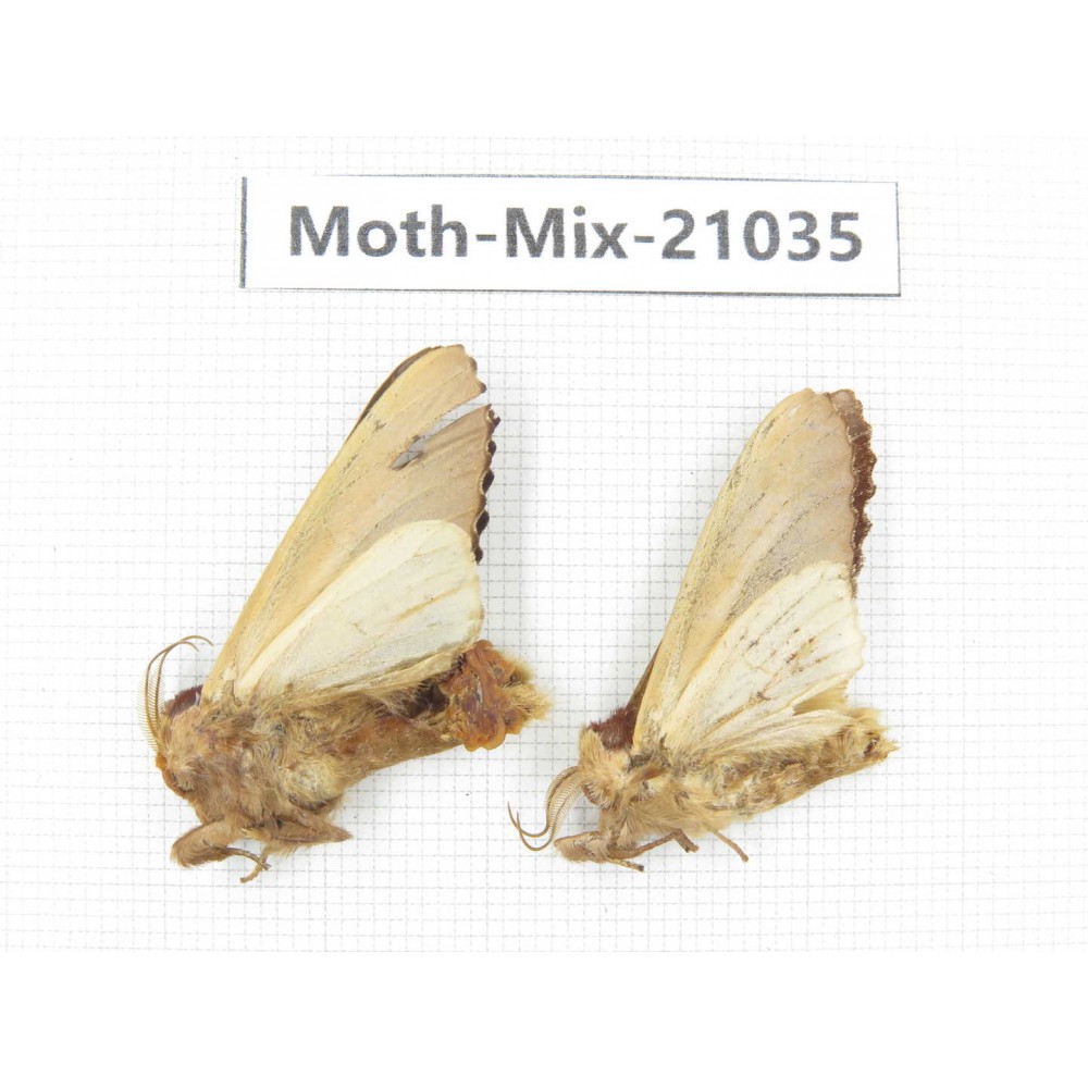 Moths sp. China, Sichuan, Ganzi, Mt.Gonggashan. 2Pcs. Moth-Mix-21035.
