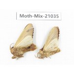 Moths sp. China, Sichuan, Ganzi, Mt.Gonggashan. 2Pcs. Moth-Mix-21035.