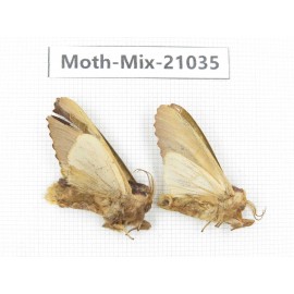 Moths sp. China, Sichuan, Ganzi, Mt.Gonggashan. 2Pcs. Moth-Mix-21035.