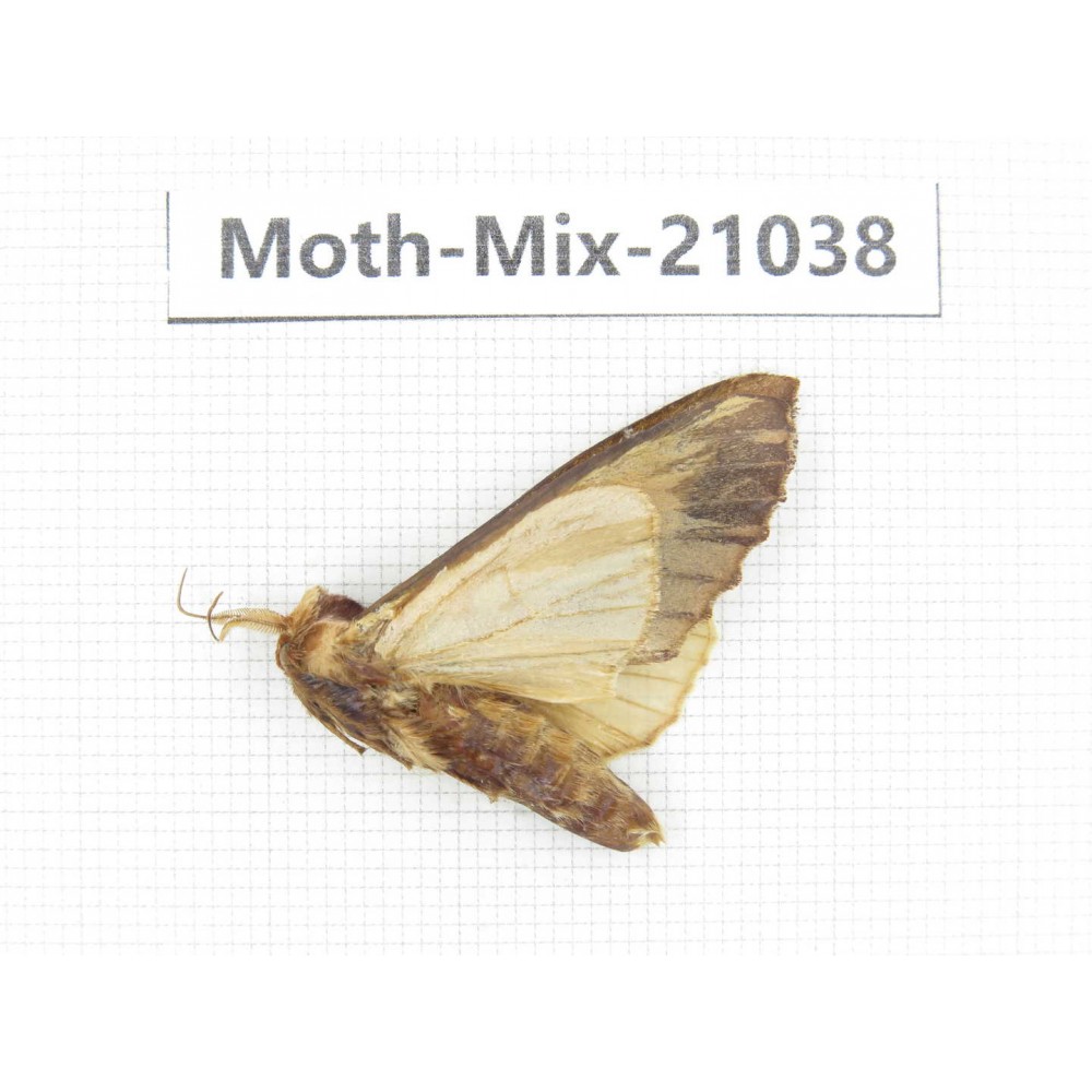 Moths sp. China, Sichuan, Ganzi, Mt.Gonggashan. 1Pcs. Moth-Mix-21038.