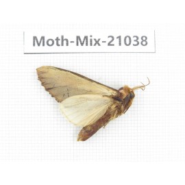 Moths sp. China, Sichuan, Ganzi, Mt.Gonggashan. 1Pcs. Moth-Mix-21038.