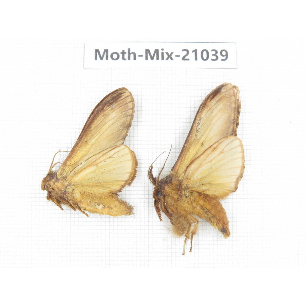 Moths sp. China, Sichuan, Ganzi, Mt.Gonggashan. 2Pcs. Moth-Mix-21039.