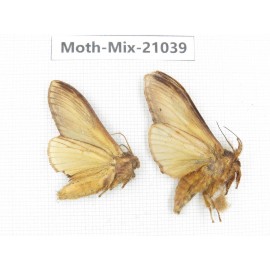 Moths sp. China, Sichuan, Ganzi, Mt.Gonggashan. 2Pcs. Moth-Mix-21039.