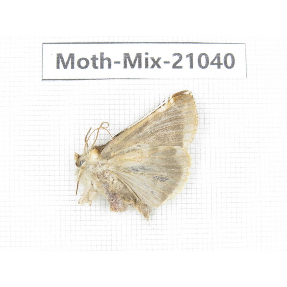 Moths sp. China, Sichuan, Ganzi, Mt.Gonggashan. 1Pcs. Moth-Mix-21040.