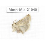Moths sp. China, Sichuan, Ganzi, Mt.Gonggashan. 1Pcs. Moth-Mix-21040.