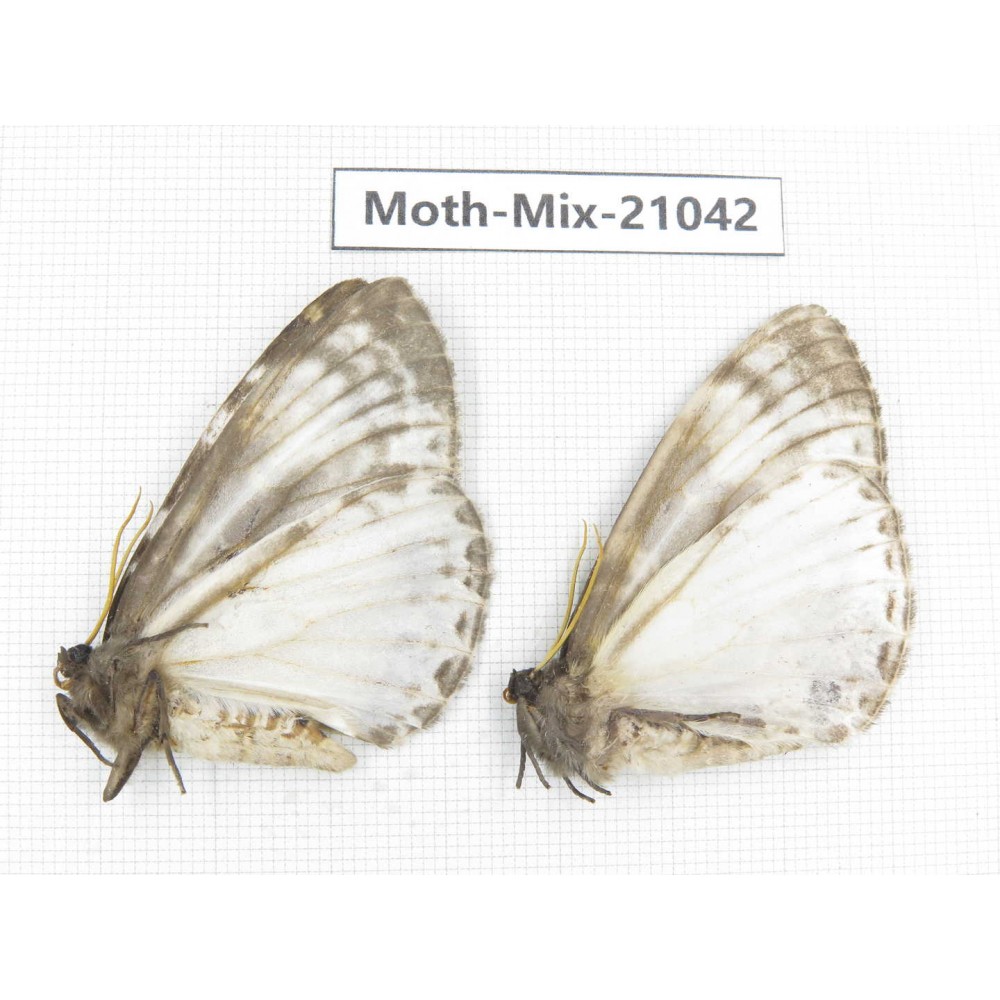Moths sp. China, Sichuan, Ganzi, Mt.Gonggashan. 2Pcs. Moth-Mix-21042.