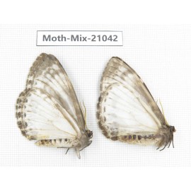 Moths sp. China, Sichuan, Ganzi, Mt.Gonggashan. 2Pcs. Moth-Mix-21042.
