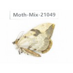 Moths sp. China, Sichuan, Ganzi, Mt.Gonggashan. 1Pcs. Moth-Mix-21049.