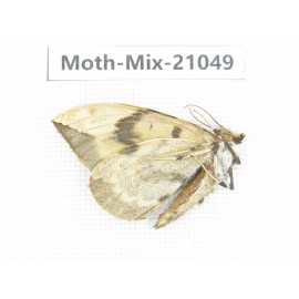 Moths sp. China, Sichuan, Ganzi, Mt.Gonggashan. 1Pcs. Moth-Mix-21049.
