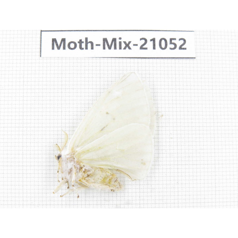 Moths sp. China, Sichuan, Ganzi, Mt.Gonggashan. 1Pcs. Moth-Mix-21052.
