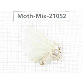Moths sp. China, Sichuan, Ganzi, Mt.Gonggashan. 1Pcs. Moth-Mix-21052.