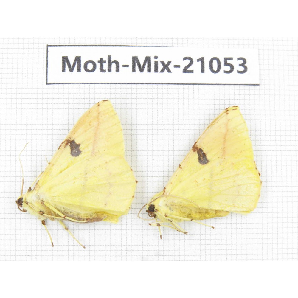 Moths sp. China, Sichuan, Ganzi, Mt.Gonggashan. 2Pcs. Moth-Mix-21053.
