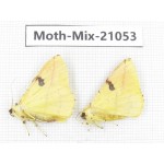 Moths sp. China, Sichuan, Ganzi, Mt.Gonggashan. 2Pcs. Moth-Mix-21053.