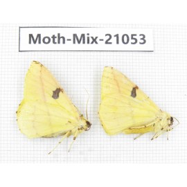 Moths sp. China, Sichuan, Ganzi, Mt.Gonggashan. 2Pcs. Moth-Mix-21053.