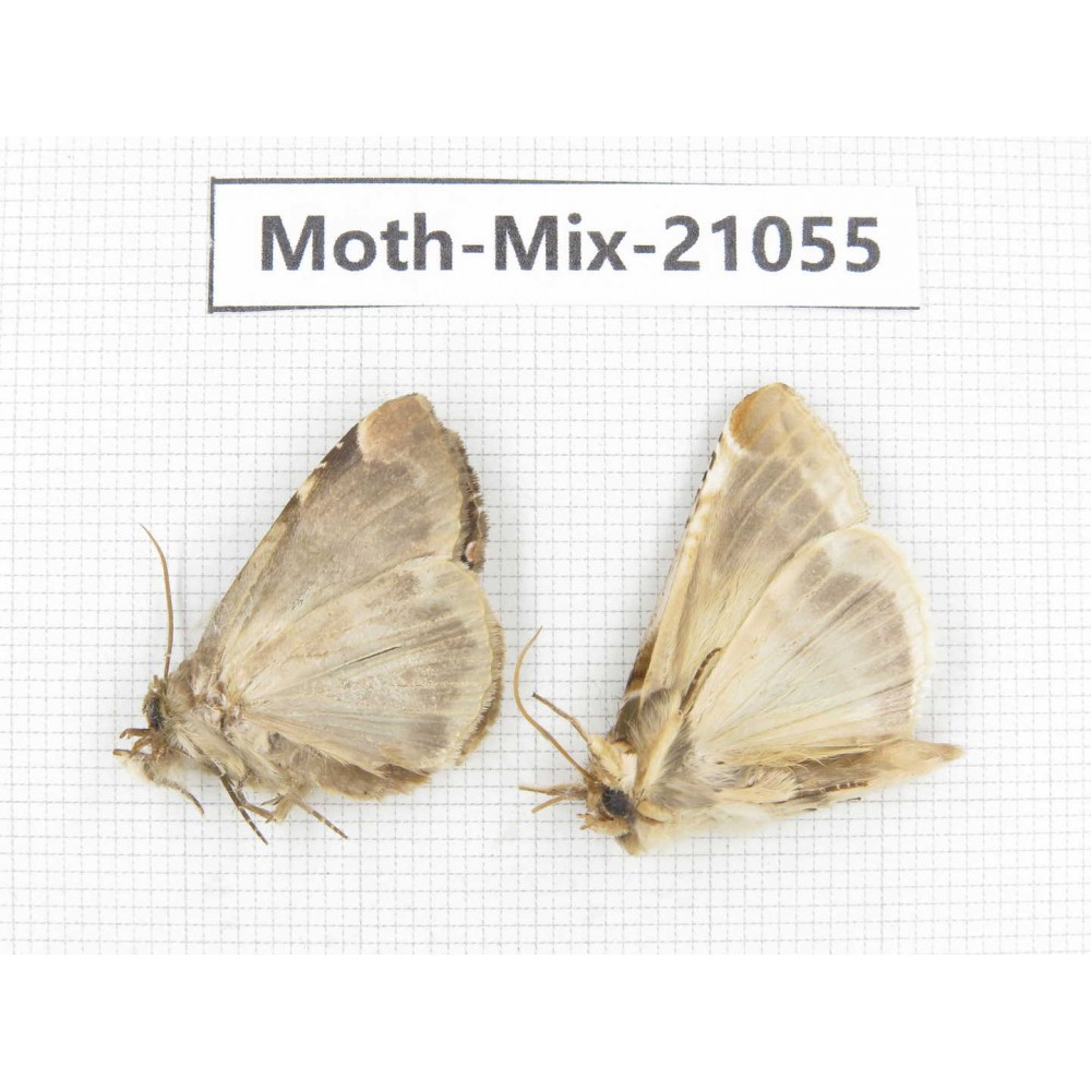 Moths sp. China, Sichuan, Ganzi, Mt.Gonggashan. 2Pcs. Moth-Mix-21055.