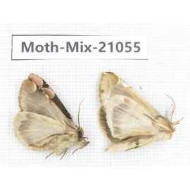 Moths sp. China, Sichuan, Ganzi, Mt.Gonggashan. 2Pcs. Moth-Mix-21055.